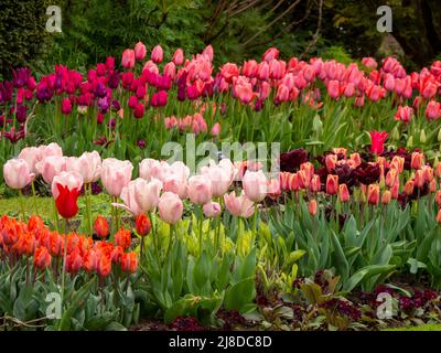 Chenies Manor Garden.der terrassenförmig versunkene Garten mit bunten Tulpenschichten. Tulip Hermitage, Tulip Barcelona, Tulip Ile de France. Stockfoto