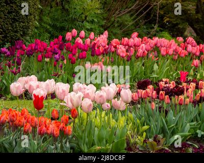 Chenies Manor Garden.der terrassenförmig versunkene Garten mit bunten Tulpenschichten. Tulip Hermitage, Tulip Barcelona, Tulip Ile de France. Stockfoto