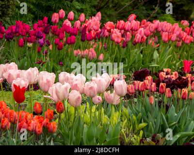 Chenies Manor Garden.der terrassenförmig versunkene Garten mit bunten Tulpenschichten. Tulip Hermitage, Tulip Barcelona, Tulip Ile de France. Stockfoto