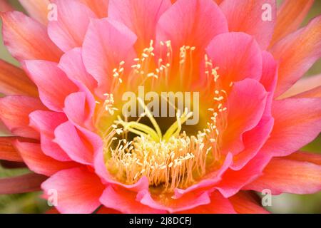 Echinopsis fliegender Untertasse Kaktus in Blüte. Stanford, Santa Clara County, Kalifornien, USA. Stockfoto