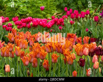 Chenies Manor Garden. Wunderschöne orangefarbene Tulipa 'Cairo' , Tulipa 'Chato' und Tulipa Barcelona' im Hintergrund. Stockfoto