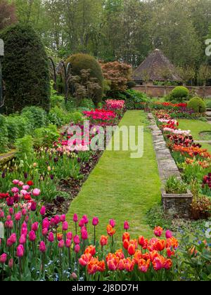 Chenies Manor Sunken Garden.Portrait Ansicht der schönen Tulpen Sorten; 'Annie Schilder', 'Temple of Beauty', 'Barcelona, 'Menton'. Stockfoto