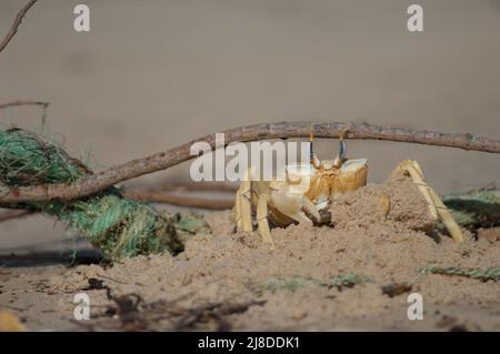 Geisterkrabbe baut einen Tunnel als Zuflucht. Nationalpark Langue de Barbarie. Saint-Louis. Senegal. Stockfoto