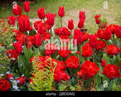 Lebhafte rote Tulpensorten im Chenies Manor Garden. Tulipa' Pieter de Leur', Tulipa 'Red Princess' sieht an einem langweiligen Aprilnachmittag brillant aus. Stockfoto