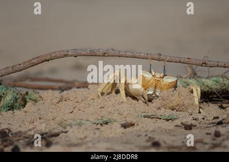 Geisterkrabbe baut einen Tunnel als Zuflucht. Nationalpark Langue de Barbarie. Saint-Louis. Senegal. Stockfoto