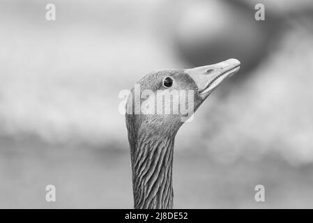 Monochrome Aufnahme einer Graugans (Anser anser) Stockfoto