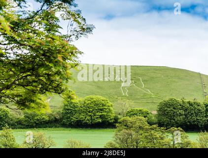 Cerne Abbas Giant in Dorsetshire, ein uraltes Fruchtbarkeitssymbol. Stockfoto