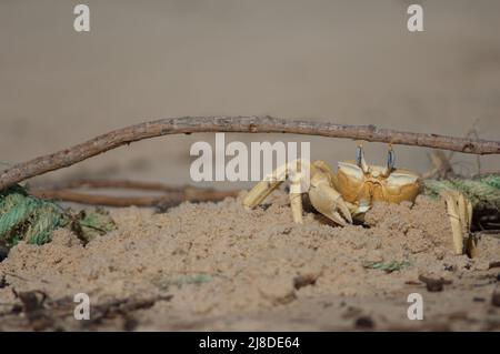 Geisterkrabbe baut einen Tunnel als Zuflucht. Nationalpark Langue de Barbarie. Saint-Louis. Senegal. Stockfoto