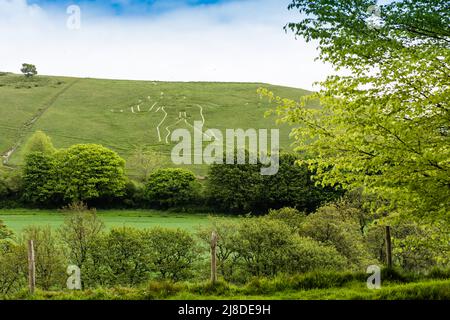 Cerne Abbas Giant in Dorsetshire, ein uraltes Fruchtbarkeitssymbol. Stockfoto