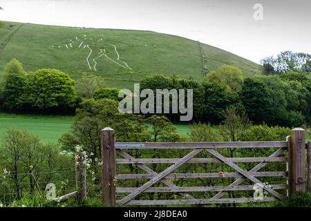 Cerne Abbas Giant in Dorsetshire, ein uraltes Fruchtbarkeitssymbol. Stockfoto