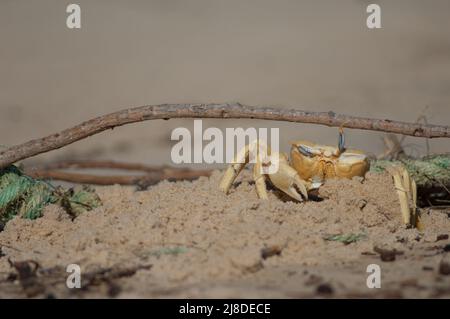 Geisterkrabbe baut einen Tunnel als Zuflucht. Nationalpark Langue de Barbarie. Saint-Louis. Senegal. Stockfoto