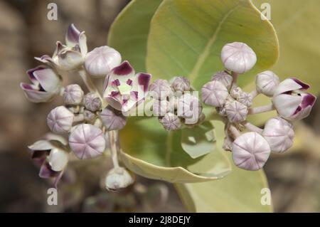 Blüten von Apfel von Sodom Calotropis procera. Nationalpark Langue de Barbarie. Saint-Louis. Senegal. Stockfoto