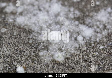 Detail von Pappelsamen im Frühjahr, Allergie und Pollen Stockfoto