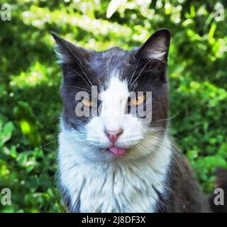 Ältere männliche Katze mit Zunge, die aus dem Porträt herausragt Stockfoto