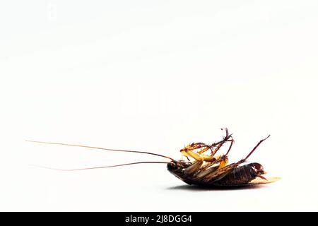 Amerikanische Kakerlake, die tot auf dem Rücken liegt, isoliert auf einem schlichten weißen Hintergrund mit Kopierraum und Makroventralansicht. Stockfoto