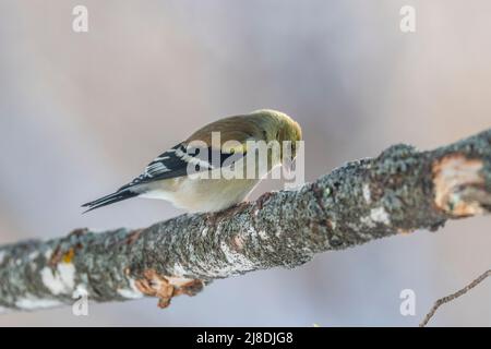 American Goldfinch Spinus tristis im Winter, Wintergefieder, auf Ast, Futterstation, auf der Suche nach Sonnenblumenkernen und im Wettbewerb um Sonnenblumenkerne. Stockfoto