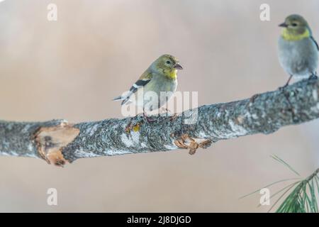 American Goldfinch Spinus tristis im Winter, Wintergefieder, auf Ast, Futterstation, auf der Suche nach Sonnenblumenkernen und im Wettbewerb um Sonnenblumenkerne. Stockfoto