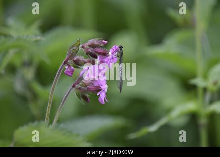 Nahaufnahme einer weiblichen Common Blue Damselfly (Enallagma cyathigerum) auf einer rosa Wildblume, aufgenommen im Mai in Staffordshire, Großbritannien Stockfoto