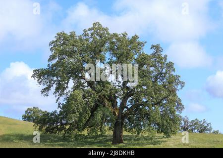 Einone Eiche mit blauem, wolkigen Himmel auf grüner Wiese. Joseph D Grant Ranch County Park, Santa Clara County, Kalifornien, USA. Stockfoto