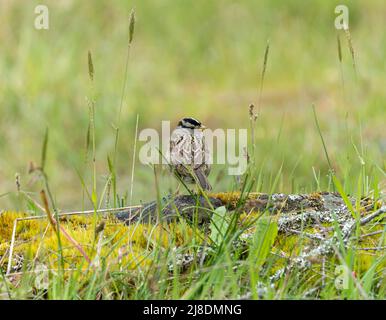 Ein weißkroniger Sperling (Zonotrichia leucophrys) steht auf einem Felsen auf Salt Spring Island in British Columbia, Kanada. Stockfoto