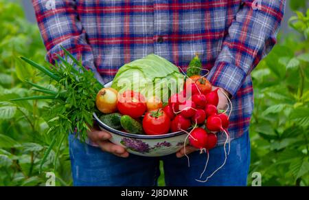 Frisch gepflücktes Gemüse. Der Bauer hält eine Schüssel mit frischem Gemüse. Selektiver Fokus Stockfoto