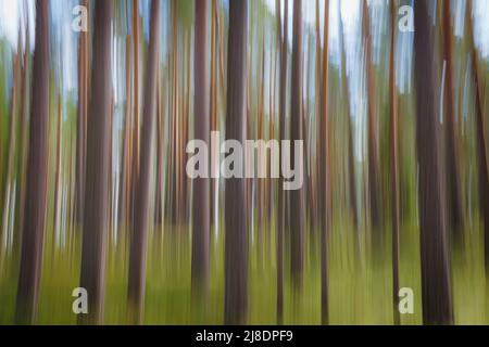 Kiefernstämme. Absichtliche Kamerabewegung. Bewegungsunschärfe. Zusammenfassung. Impressionizm. Stockfoto