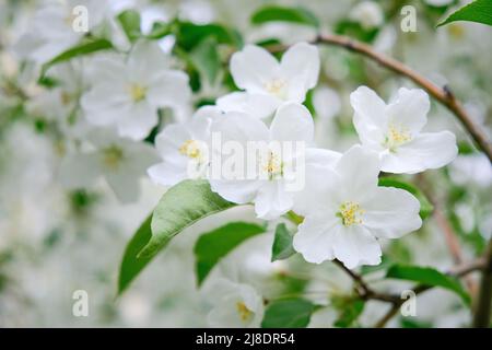 Weiße Blüten verzweigen blühenden Apfelbaum Stockfoto
