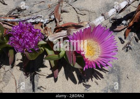 Die kalifornische invasive Pflanze carpobrotus edulis ist auch als hotentot-Feige, saure Feige, Eispflanze oder Autobahneispflanze bekannt. Wächst entlang der zentralen Küste. Stockfoto