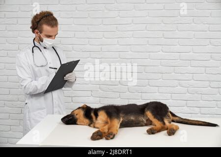 Seitenansicht des männlichen Tierarztes, der sich um den Schäferhund kümmert. Junger Arzt in weißem Laborkittel und Maske, der Notizen mit Stift macht, kranker Hund, der auf dem Tisch liegt. Konzept Wohnen mit Haustieren Stockfoto