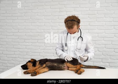 Vorderansicht des Hundes, der vom Tierarzt in der Tierarztklinik in den Schwanz injiziert wird. Arzt in weißem Laborkittel, mit Phonendoskop berühren Schäferhund, halten Spritze. Konzept der Haustiere helfen. Stockfoto