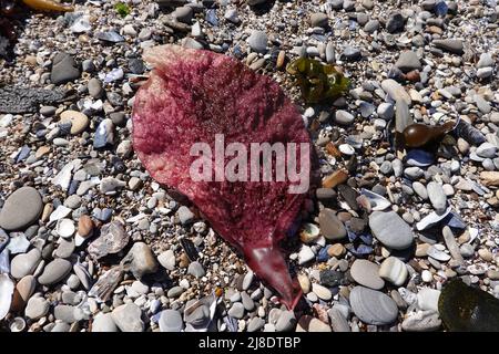 Türkisches Towel-Seegras-Chondracanthus exasperatus in einer felsigen Bucht im Montaña de Oro State Park an der kalifornischen Zentralküste Stockfoto