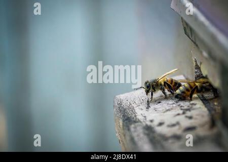 Ein- und Ausstieg der Bienen aus dem Bienenstock. Nahaufnahme. Stockfoto