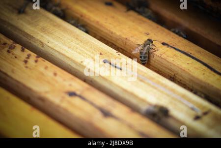 Eine Biene auf einem Holzrahmen in einem Bienenstock. Nahaufnahme. Stockfoto