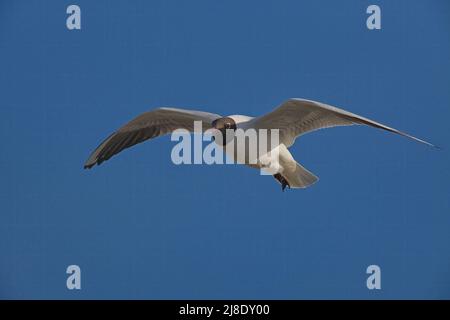 möwe im Flug gegen den blauen Himmel Stockfoto