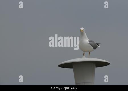 Nahaufnahme einer Heringmöwe, die auf einer Laterne steht Stockfoto