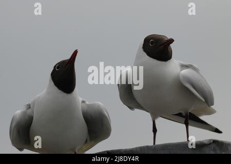 Nahaufnahme von barschenden Möwen mit schwarzem Kopf Stockfoto