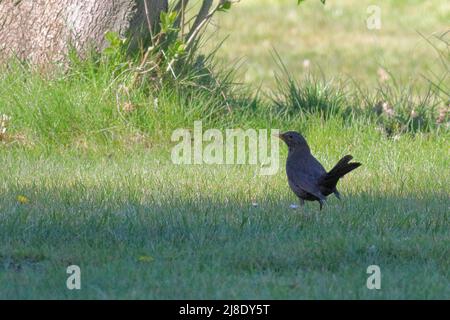 Nahaufnahme einer Amsel, die auf dem Boden steht Stockfoto