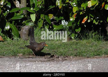 Nahaufnahme einer Amsel, die auf dem Boden steht Stockfoto