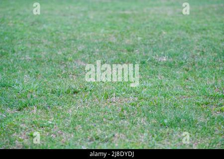 Grünes Gras Hintergrund. Grünes Gras mit Bokeh. Stockfoto