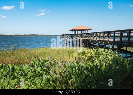 Griffin Park Angelpier auf Little Lake Harris in Howie in den Hügeln, Florida Stockfoto