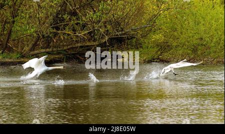 Cygnus jagt Cygnet um den Teich im Figgate Park, Edinburgh, Schottland, Großbritannien Stockfoto