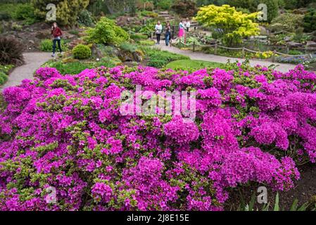 Azalea wächst im Steingarten des Royal Botanic Gardens in Edinburgh, Schottland, Großbritannien. Stockfoto