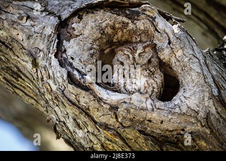 Eastern Screech-Owl in einem Loch in einem Baum getarnt. Stockfoto