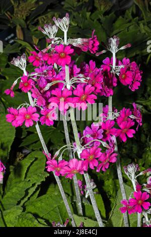 Primula pulverulenta (Mealy Primrose) ist in feuchten Lebensräumen in China beheimatet und gilt als eine der "Candelabra primulas". Stockfoto