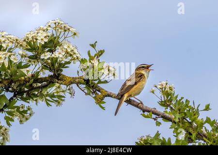 Sedge-Waldsänger (Acrocephalus schoenobaenus) thront auf einem blühenden Weißdornbaum Stockfoto