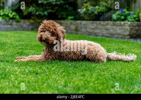 Australische Labradoodle Im Miniaturformat Stockfoto