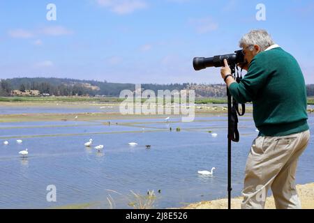 Mann mit seiner Kamera genießt sein Hobby der Vogelbeobachtung in einem Feuchtgebiet Stockfoto