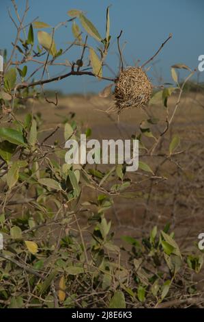 Nest eines Webers auf einem Strauch. Nationalpark Langue de Barbarie. Saint-Louis. Senegal. Stockfoto