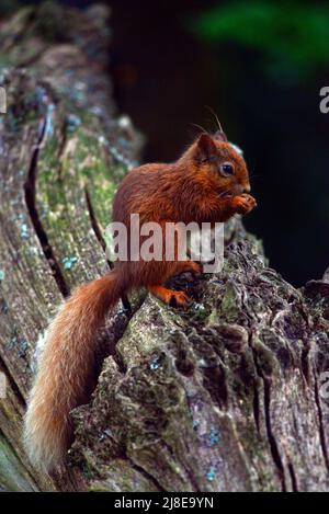 Schottisches Rothörnchen oder Sciurus vulgaris Stockfoto