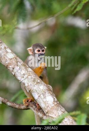 Schwarzdeckelaffe im peruanischen Amazonas - Saimiri boliviensis peruviensis Stockfoto